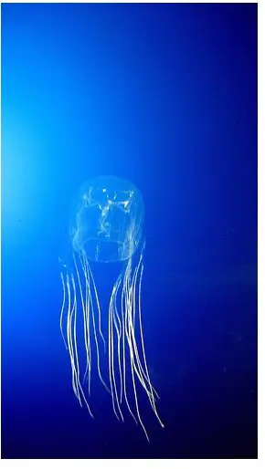Main Facts About Box Jellyfish And Their Adaptation And Habitat Bright Hub Main Facts About Box Jellyfish And Their Adaptation And Habitat Bright Hub