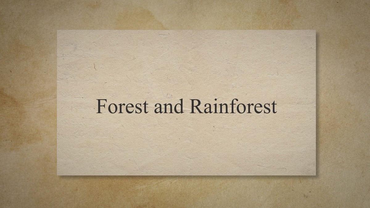 Understanding the Difference Between Forest and Rainforest