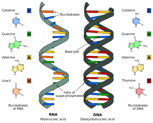 Where is RNA Found in the Cell?