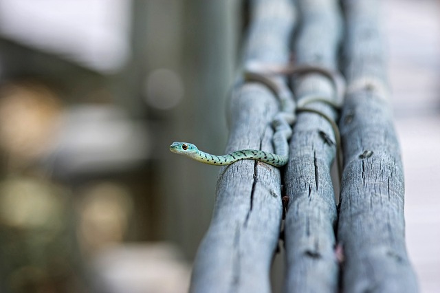 Homemade snake repellent can help with nuisance snakes